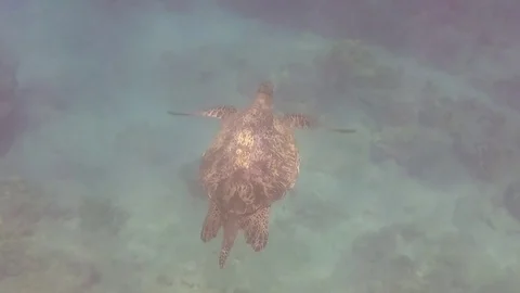 Turtleswim Video stock 80616481