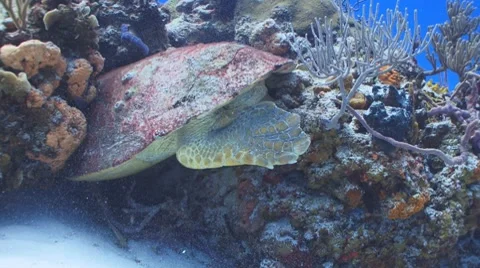 Turtle,unique coloring and position Vidéo 8601273