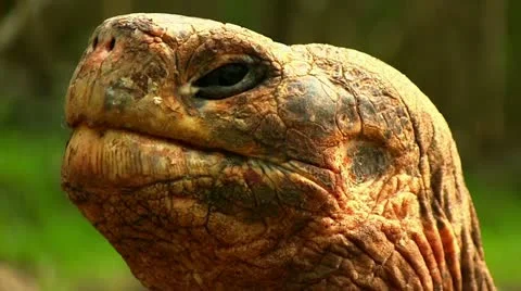 Turtoise - close up Stock-Footage 12374801