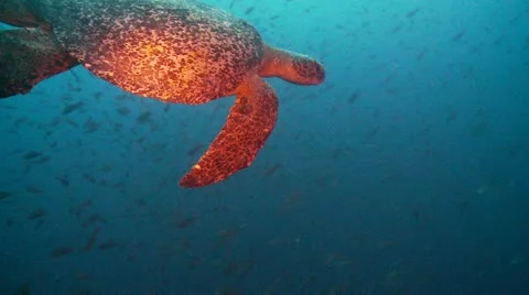 Turttel 1 動画素材 12736982