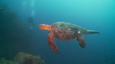 Turttel divers 2 Stock Footage 12737198