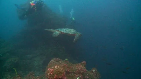 Turttel divers 3 Video stock 12737222