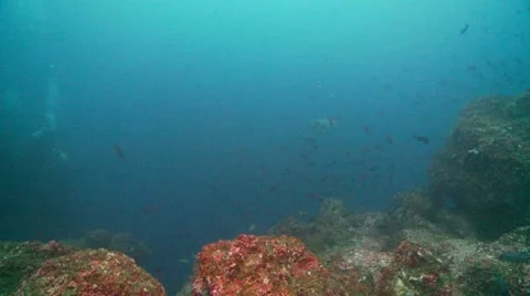 Turttel divers 動画素材 12736986