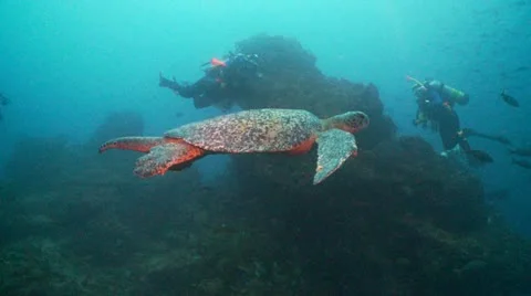 Turttel &amp; shark Stock Footage 12736603