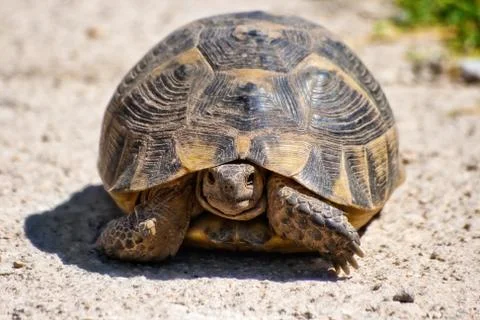 Turttle walking on the road Stock Photos