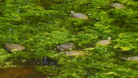 Turttles Stock Footage 96120655