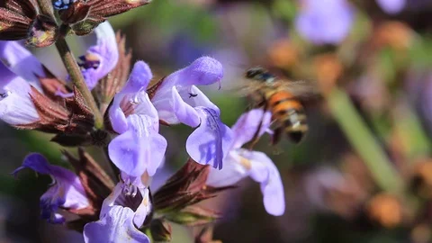 Tuscan bee 動画素材 129145953