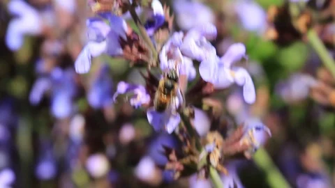 Tuscan bee Stock Footage 129146216