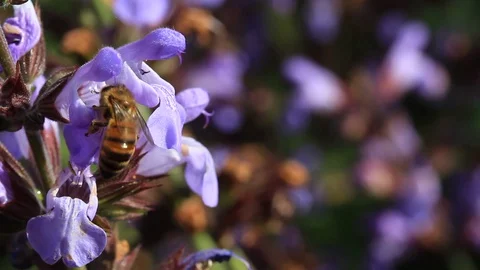 Tuscan bee 動画素材 129146247