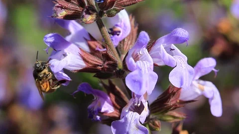 Tuscan bee 動画素材 129146386