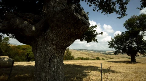 Tuscan countryside with olive trees Stock Footage 33841241