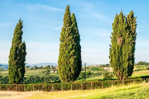 Tuscan cypress tree Stock Photos