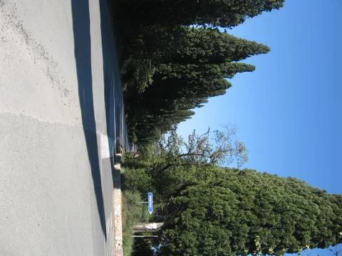 Tuscan cypresses Stock Photos
