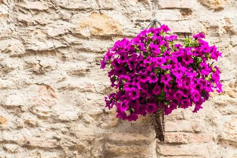 Tuscan flowers Foto stock