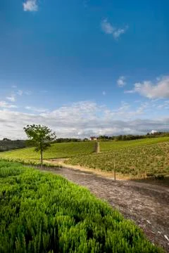 Tuscan hills Foto stock