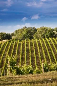 Tuscan hills Stock Photos