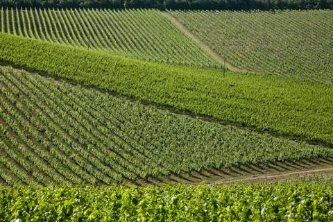 Tuscan hills Stock Photos