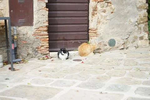 Tuscan kittens Stock Photos