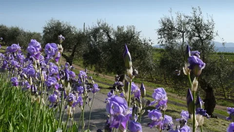 Tuscan landscape. Iris in bloom swaying in the wind in the Chianti region Stock Footage 194367548