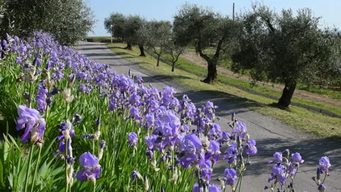 Tuscan landscape. Iris in bloom swaying in the wind in Tuscany. Stock Footage 194367877