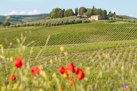 Tuscan landscape Stock Photos