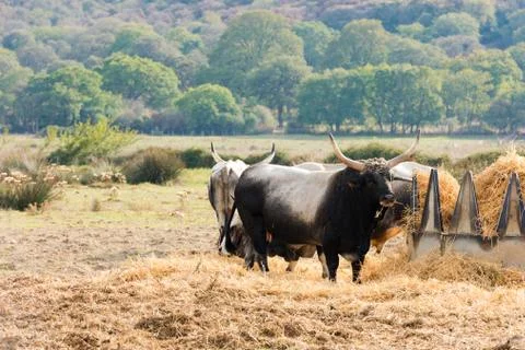 Tuscan Maremma cows Stock Photos