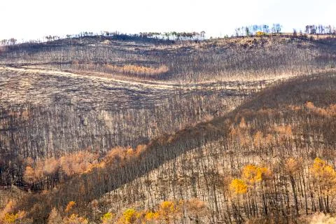 Tuscan Mountain devastated by a fire Foto stock