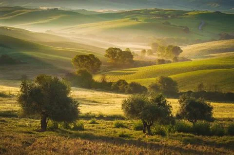 Tuscan olive trees and fields in the area of siena, italy Stock Photos
