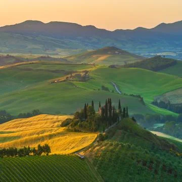 Tuscan olive trees and fields in the near farms, italy Stock Photos