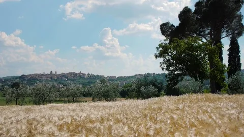 Tuscan panorama from wheat field Video stock 82323120