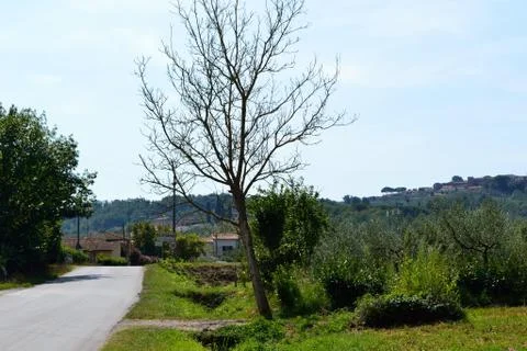 Tuscan tree closeup Stock Photos