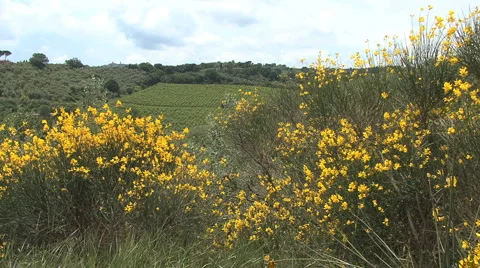 Tuscan vineyard with flowers 2 스톡 동영상 5163229