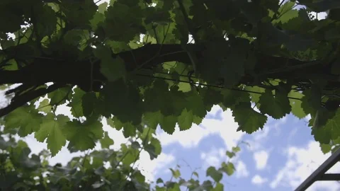 Tuscan vineyard Stock Footage 71203705