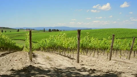 Tuscan vineyard Stock Footage 135314746