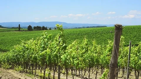 Tuscan Vineyard Stock Footage 135318118