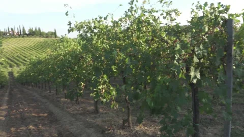 Tuscan Vineyard Stock Footage 142623794