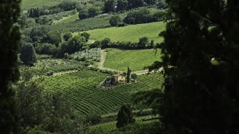 Tuscan Vineyard Landscape Framed by Trees Stock Footage 247374641