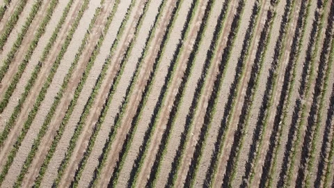 Tuscan vineyard seen from the drone 库存影片 161809955