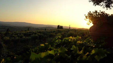 Tuscan Vineyard at Sunset Stock Footage 114579247