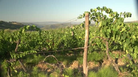 Tuscan Vineyards Closeup Stock Footage 12059182