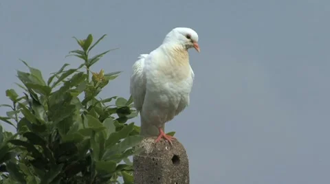 Tuscan white dove 5 Stock Footage 8607053