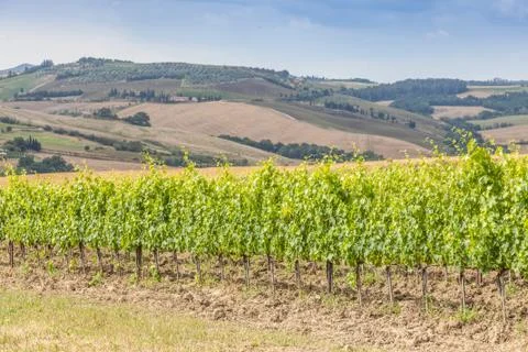 Tuscan wineyard Stock Photos