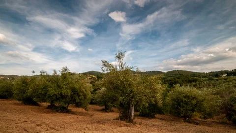 Tuscany. Beautiful olive trees with the clouds passing in the blue sky. Stock Footage 95436981
