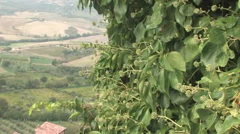 Tuscany Stock Footage 12441019