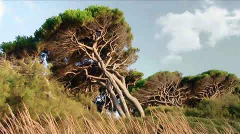 Tuscany, maritime pines Stock-Footage 34361515