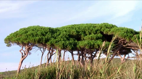Tuscany, maritime pines Stock Footage 34362308