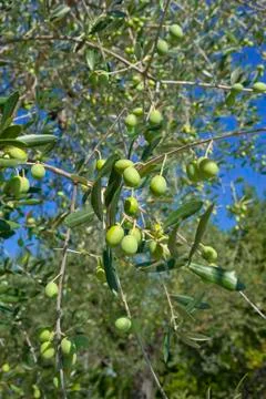 Tuscany olive tree Stock Photos