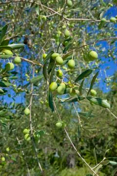 Tuscany olive tree Stock Photos