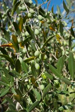 Tuscany olive tree Stock Photos