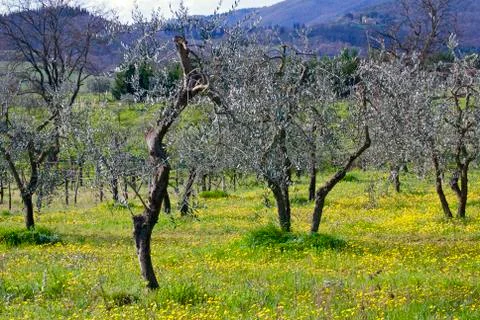 Tuscany Stock Photos